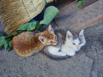 High angle view of cats