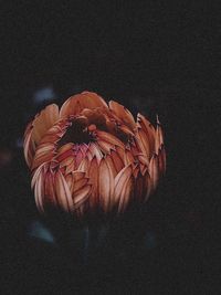 Close-up of red rose against black background