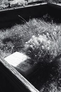 High angle view of plants by water