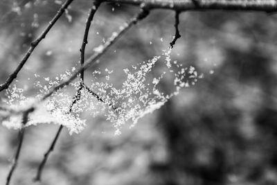 Close-up of wet plant leaves during rainy season