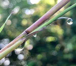 Close-up of water drops on plant