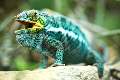 Close-up of chameleon on rock