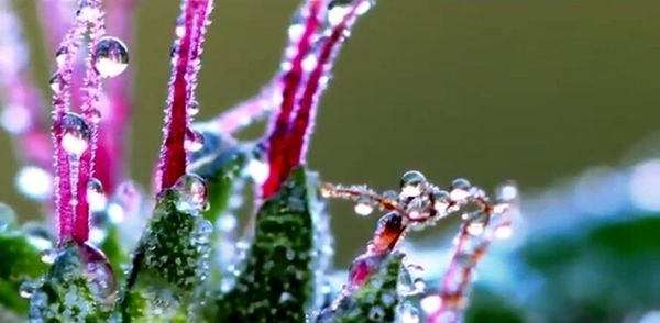 Close-up of flower buds