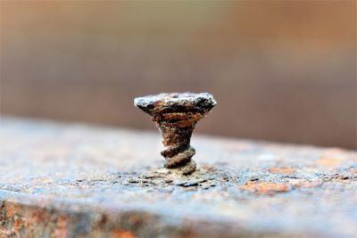 Close-up of cigarette on wood