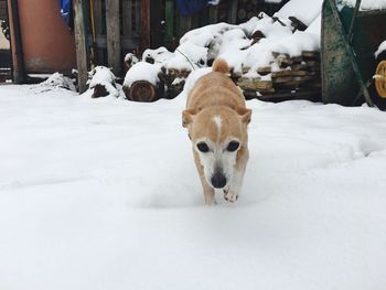 Portrait of dog on snow