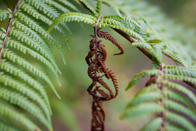 Close-up of fern leaves