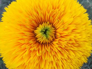 Close-up of yellow flowering plant