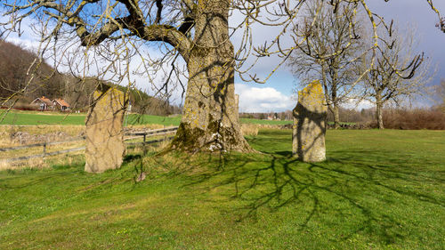 Trees on field against sky