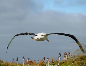 Low angle view of albatross bird flying against sky with flowers below