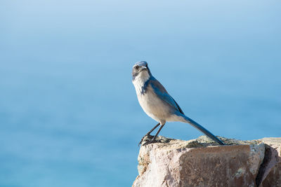 Bird perching on a rock