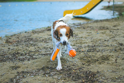 Dog carrying rope in mouth while playing on field