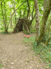 Trees growing in forest