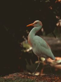 Close-up of bird perching on a land