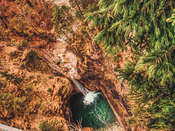 Plants by trees