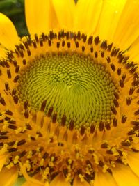 Close-up of yellow flower blooming outdoors