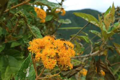 Close-up of yellow flowering plant