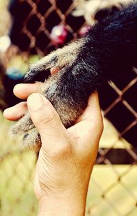 Close-up of hand holding crab