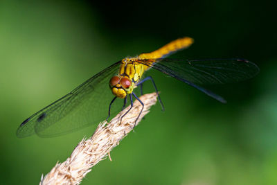 Close-up of dragonfly on plant