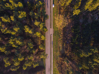 Trees in forest during autumn