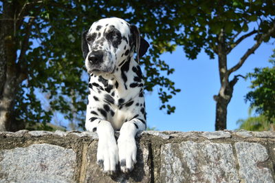 Low angle view of dog against trees