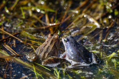 Close-up of frog in sea