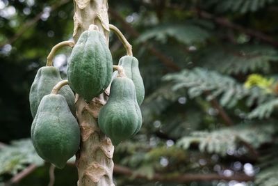 Close-up of fruit growing on tree