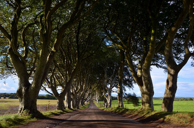 Road amidst trees on field