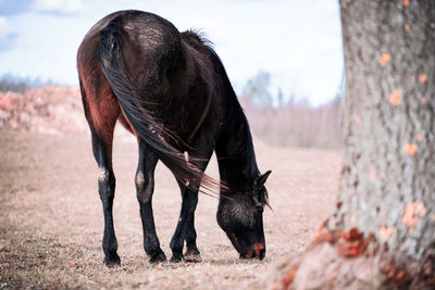 Close-up of a horse on field