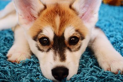 Close-up portrait of siberian husky relaxing on rug at home