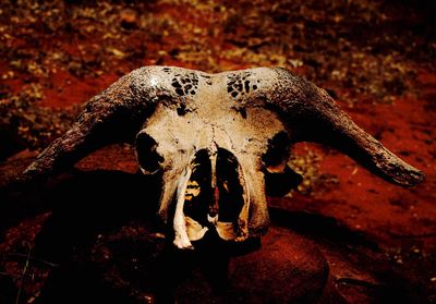 Close-up of animal skull