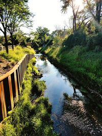 Scenic view of river amidst trees against sky