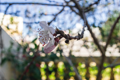 Close-up of white flower tree