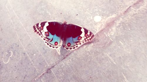 High angle view of butterfly on leaf