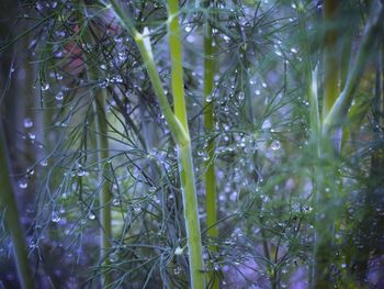 Full frame shot of flowering plants