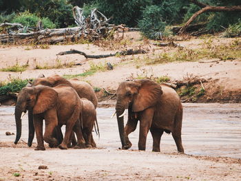 Elephants on field in forest