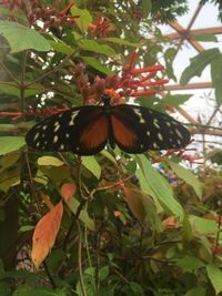 Close-up of butterfly perching on leaf