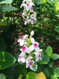 Close-up of pink flowers blooming outdoors