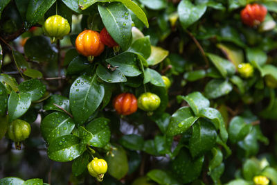 Close-up of red berries growing on tree