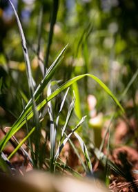 Close-up of grass growing on field