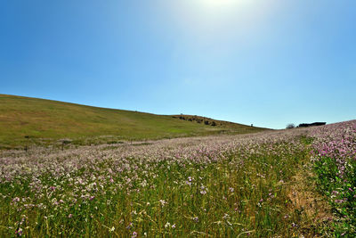 Scenic view of field against clear blue sky