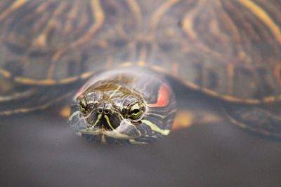 Close-up of tortoise swimming in water