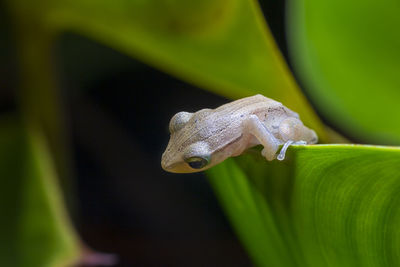 Close-up of frog on leaf