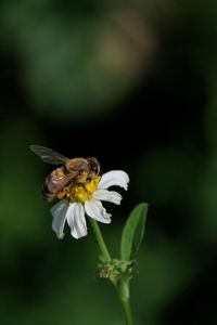 Close-up of bee pollinating on flower