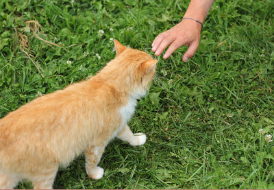 Full length of hand and a cat on grass field