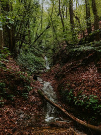 Trees in forest