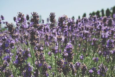 Close-up of purple lavender flowers on field