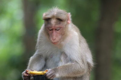 Monkey eating food outdoors