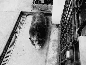 High angle view of cat relaxing outdoors