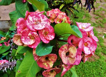 Close-up of pink flowers blooming outdoors