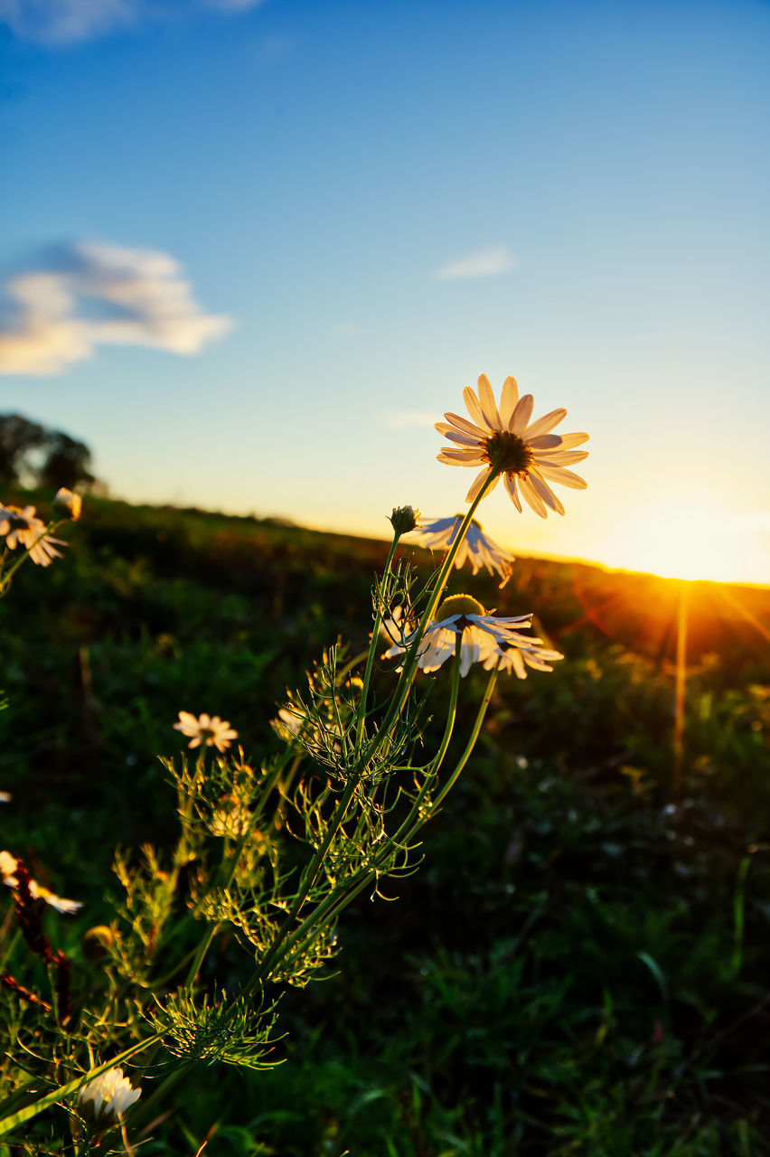 nature, sunlight, plant, sky, beauty in nature, yellow, flower, flowering plant, grass, sunset, field, leaf, freshness, growth, meadow, cloud, sun, landscape, environment, land, no people, autumn, focus on foreground, tranquility, scenics - nature, prairie, outdoors, wildflower, back lit, flower head, green, close-up, summer, blue, rural scene, tranquil scene, fragility, sunbeam, day, food, inflorescence, lens flare, plain, agriculture, non-urban scene, blossom, springtime, tree, macro photography